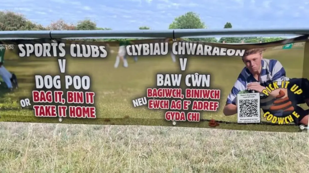 Cardiff Rugby Club Halts Match Over Dog Poo