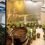 Man Arrested After Police Bust Cathays Cannabis Farm in Terrace Property