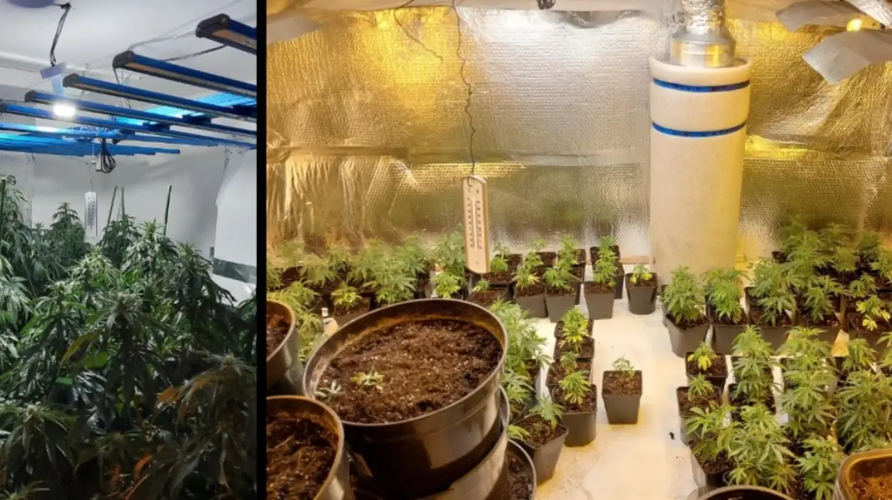 Man Arrested After Police Bust Cathays Cannabis Farm in Terrace Property