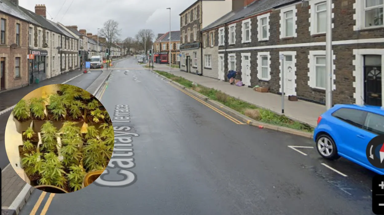 Police Find Cannabis Farm and Then Make Further Discovery in Attic