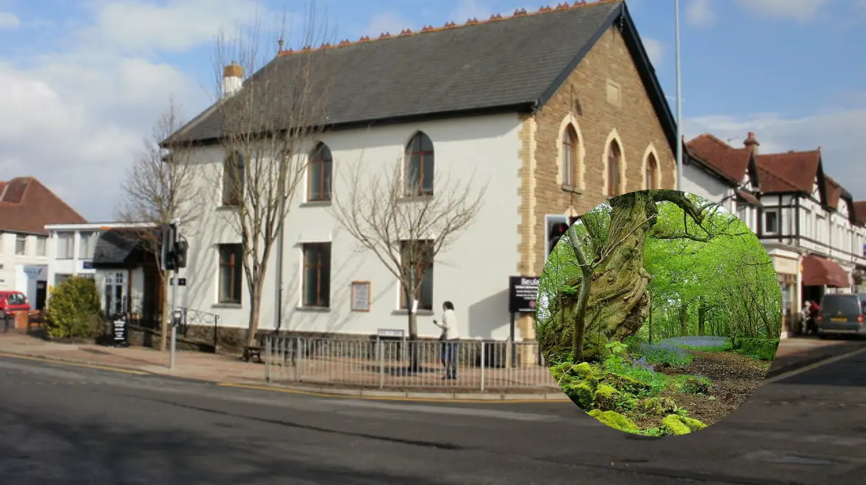 Cardiff's Secret Bluebell Forest Rhiwbina 2026