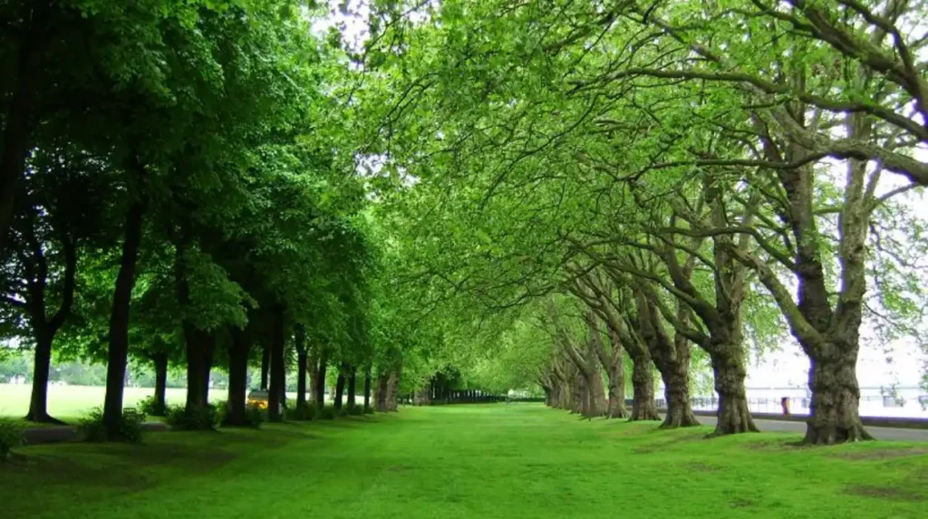 Building Safer Cycle Paths in Riverside