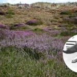 Coral Sussex Cup Double at Hove ,Heath 2026