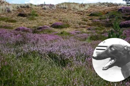 Coral Sussex Cup Double at Hove ,Heath 2026