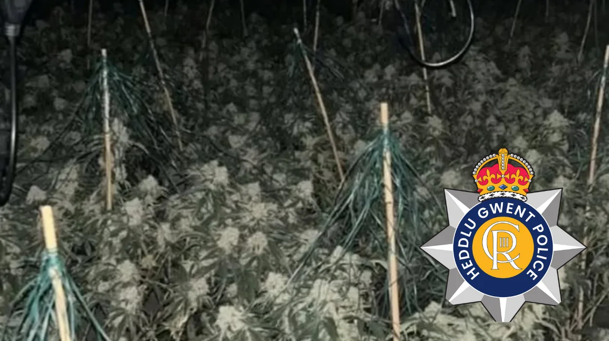 From Missing Report to Drugs Bust Newport Cannabi Farm Raid