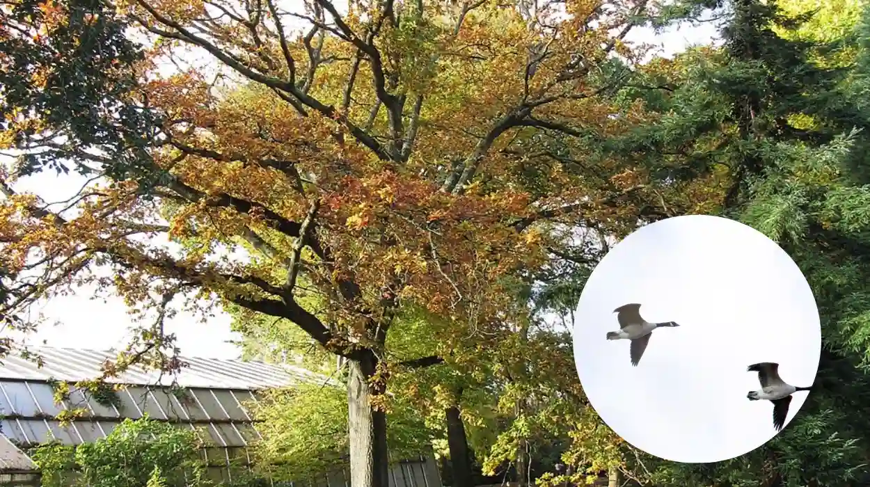 Multiple Swans Die from Bird Flu in Cardiff's Roath Park