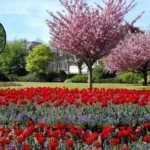 Cardiff's Top Parks and Green Spaces Guide 2026