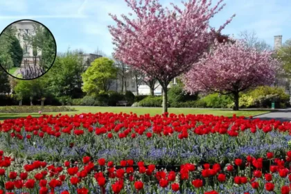 Cardiff's Top Parks and Green Spaces Guide 2026