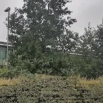 Rumney Waste Woes Cardiff's Rubbish Crisis