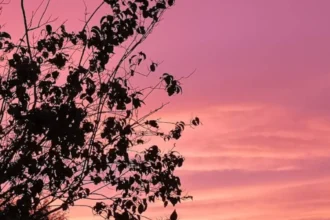 Tackling Anti-Social Behavior Splott's Community Fightback