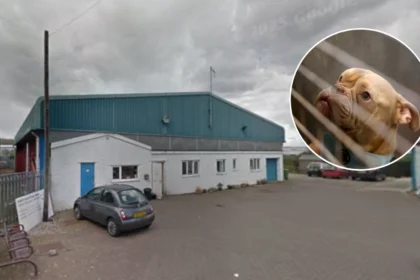 Welsh Rescue Charity Saves Four Dogs Dumped at Cardiff Dogs Home 2026