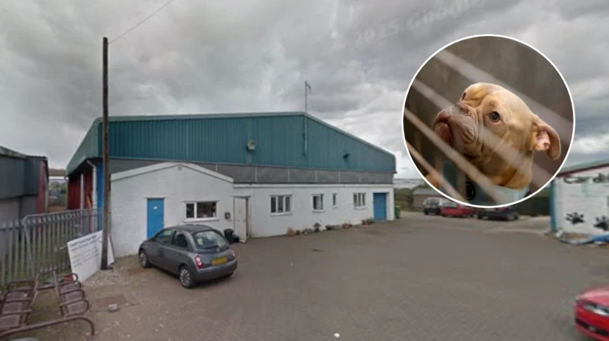 Welsh Rescue Charity Saves Four Dogs Dumped at Cardiff Dogs Home 2026