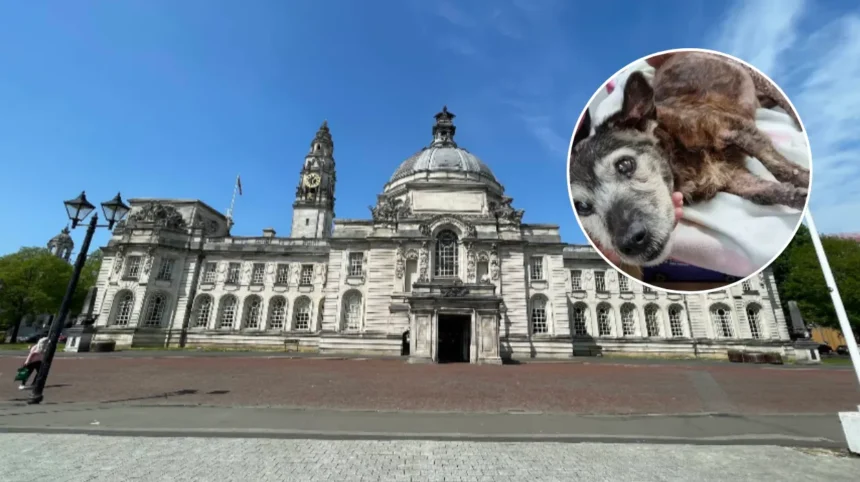 Dead Dog, Neglected Kids Found in Cardiff Home (2026)