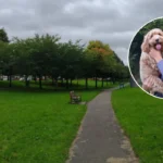 Dog Poo Piles Up in Hailey Park After Bin Removal, Cardiff 2026