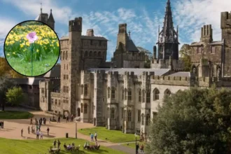 Pink Poppies Honour Care at Cardiff Castle, 2026