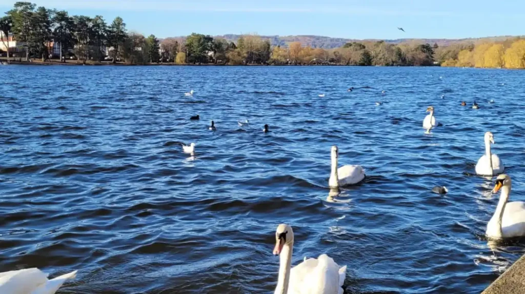 Are Dogs Allowed in Roath Park Cardiff?