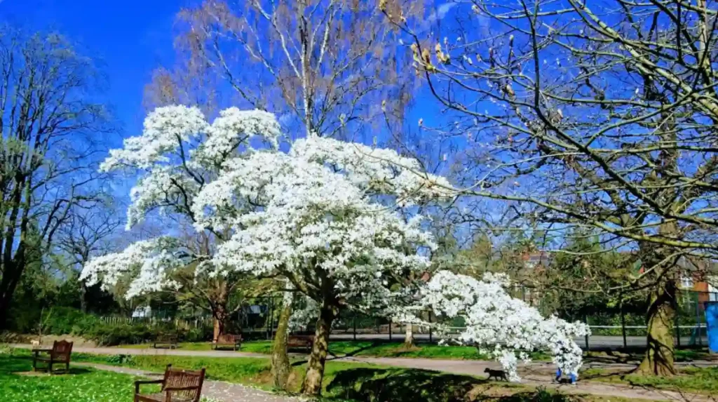 How Do You Contact Roath Park Management?
