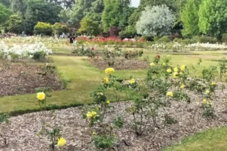 Roath Park Opening Times: Is It Open Today in Cardiff?