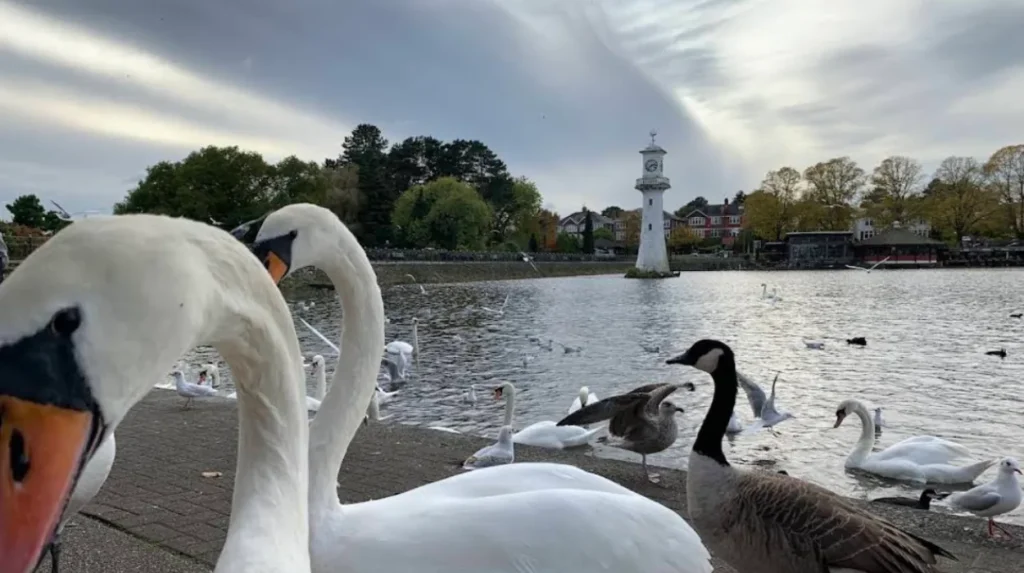 What is Roath Stream?