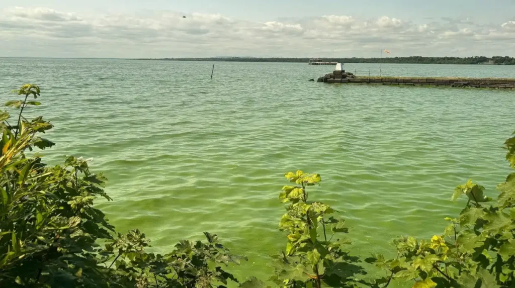 What is blue-green algae and why does it form in this specific Cardiff lake?