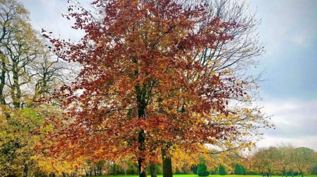 Are there any special events or seasonal activities at Heath Park?