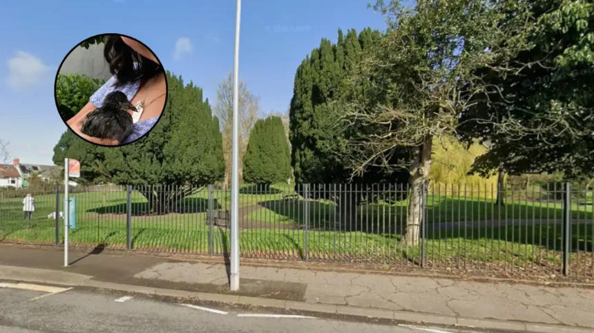 Cardiff Park Pond Turns to Sludge as Moorhen Saved 2026