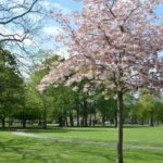Victoria Park Cardiff Complete Guide: Attractions, Splashpad, Events and History
