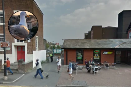 Viral Video Exposes Severe Seagull Swarm in Cathays 2026