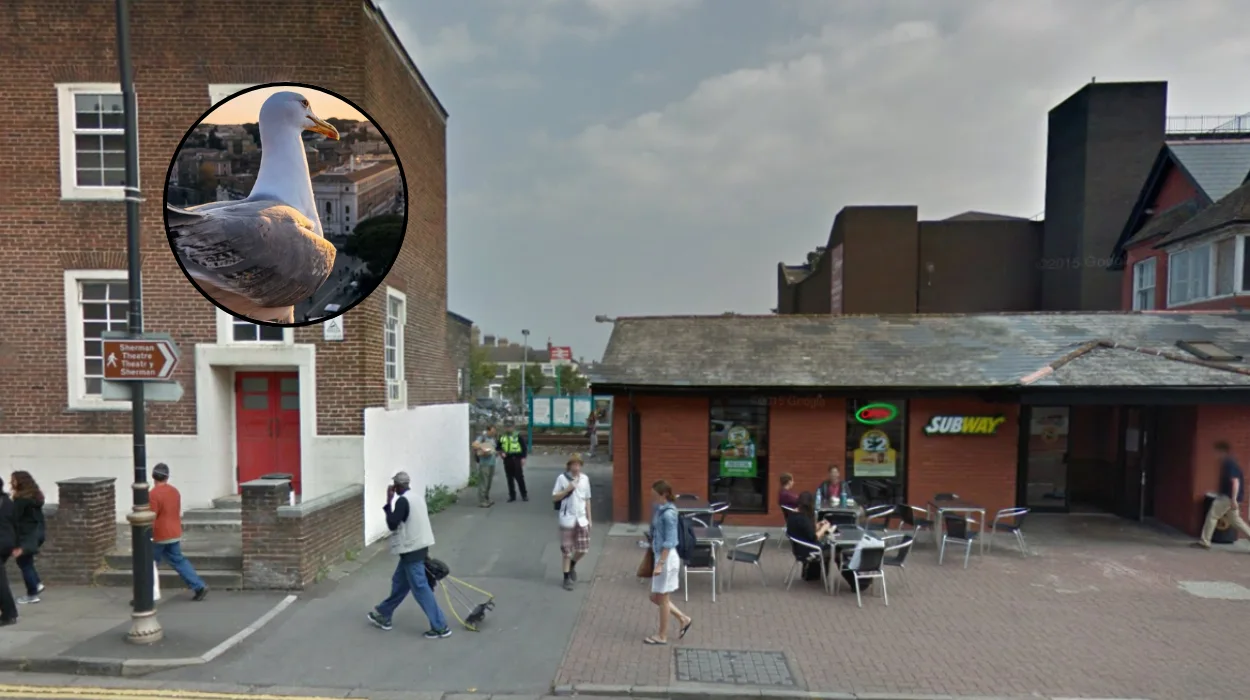 Viral Video Exposes Severe Seagull Swarm in Cathays 2026