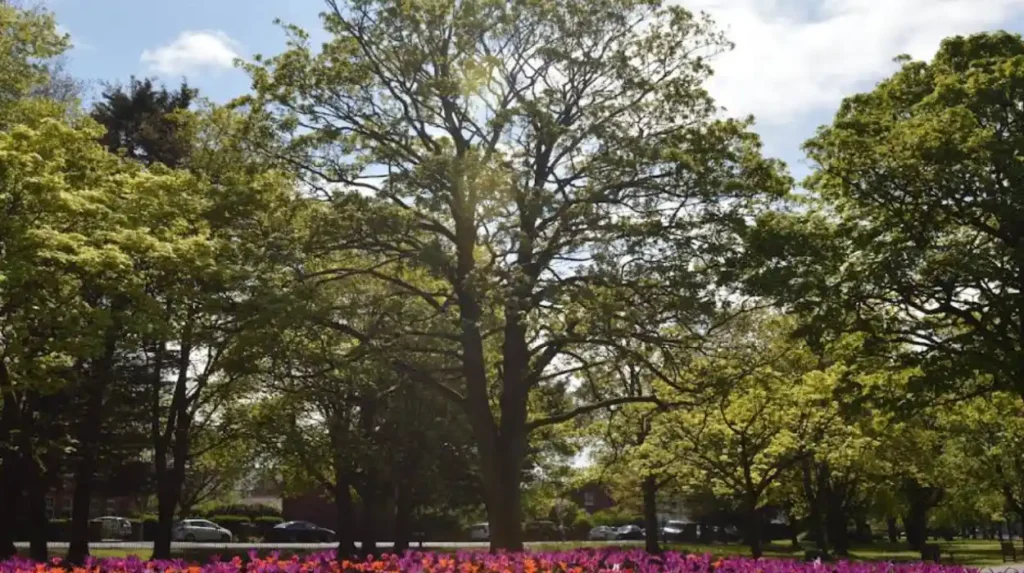 What rules and safety information should visitors know about Victoria Park?