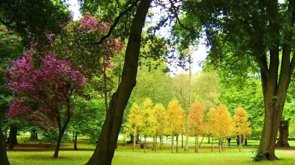 What walking routes are available in Bute Park?