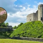 City Hospice Launches Pink Poppy Display at Cardiff Castle 2026