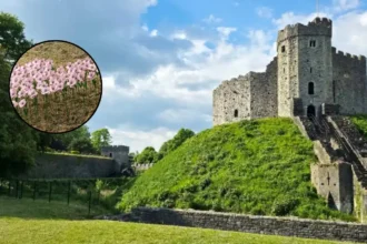 City Hospice Launches Pink Poppy Display at Cardiff Castle 2026