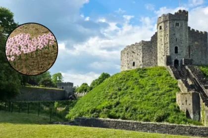 City Hospice Launches Pink Poppy Display at Cardiff Castle 2026