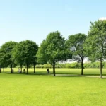 Pontcanna Fields Walk Guide: Taff Trail & Park Cardiff 2026