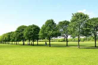 Pontcanna Fields Walk Guide: Taff Trail & Park Cardiff 2026