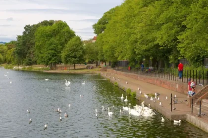 Birds You Can Spot Around Roath Park, Cardiff