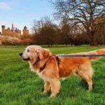 Cardiff Areas Popular with Dog Owners_ Parks & Walks