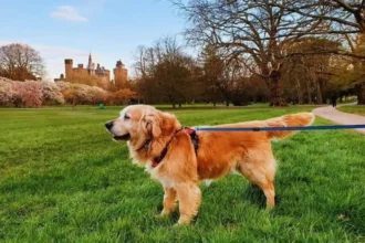 Cardiff Areas Popular with Dog Owners_ Parks & Walks