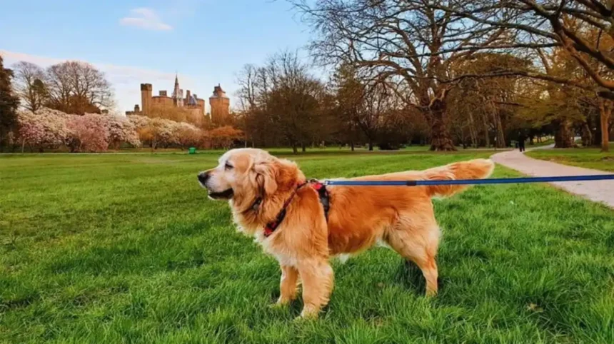 Cardiff Areas Popular with Dog Owners_ Parks & Walks