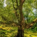Cardiff’s Ancient Trees_ History, Wildlife and Protection