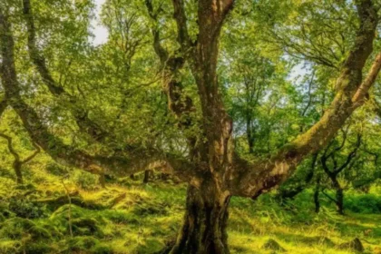 Cardiff’s Ancient Trees_ History, Wildlife and Protection