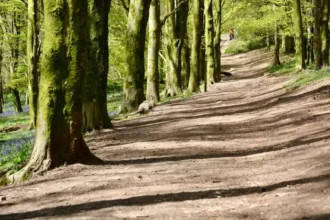 Hidden Nature Reserves Around Cardiff Wildlife, Woods and Wetlands