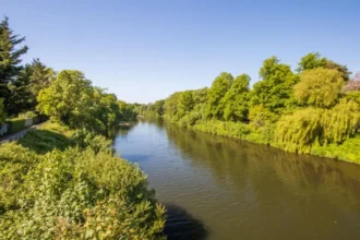 River Taff Wildlife Animals and Birds in Cardiff