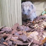 Urban Wildlife in Cardiff Suburbs_ Species, Habitats and Conservation
