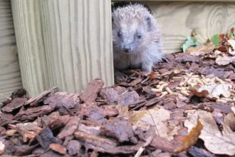 Urban Wildlife in Cardiff Suburbs_ Species, Habitats and Conservation