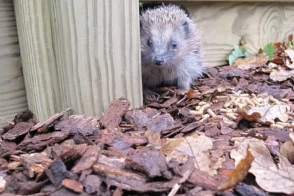Urban Wildlife in Cardiff Suburbs_ Species, Habitats and Conservation