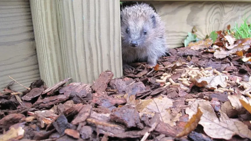 Urban Wildlife in Cardiff Suburbs_ Species, Habitats and Conservation