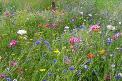 Wildflower Meadows Across Cardiff Bute Park and Pontcanna