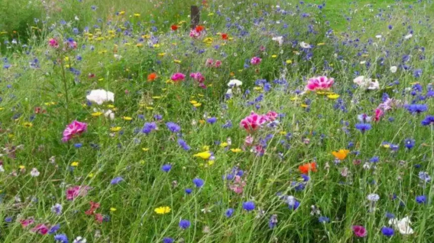 Wildflower Meadows Across Cardiff Bute Park and Pontcanna